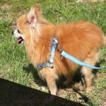 강아지 하네스 세트 리드줄 가슴줄 산책줄 1 2M