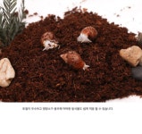 프리미엄 달팽이흙 코코피트 코코핏 파충류 양서류