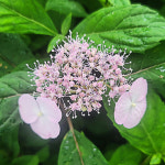 굿프렌드 굿프렌드 차수국 모종 묘목 차수국차 감로차 이슬차 차수국잎 토종 묘목 소 추가구성