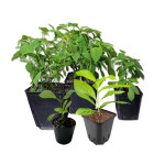 굿프렌드 굿프렌드 차수국 모종 묘목 차수국차 감로차 이슬차 차수국잎 토종 묘목 소 추가구성