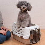 강아지 고양이 오픈형 켄넬 M 반려견 캐리어 이동장