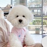 PET 강아지 옷 카라티 커플룩 pk 티셔츠
