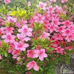 심폴 충주원예조경 영산홍 석암 5주