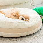 초코펫하우스 마카롱 방석 메모리폼 강아지 방석 찰떡같은 편안함