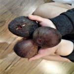 무화과나무 묘목 승정도후인 결실주 화분