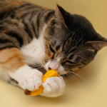 쥬아펫 말랑말랑 뜨개공 바나나 고양이 공놀이 장난감