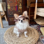 돌쇠와 곱단이 한복 - 싱글멍글 강아지한복 돌쇠 1개