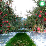 PET 반사필름 0 023 1 8 300 사과