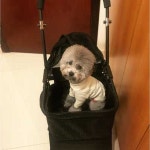 펫모차 강야지 유모차 산책기 레인커버 트레일러 이동