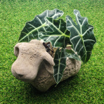 테라원 빈티지 아쿠아 동물 토분 어린 양