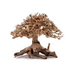 유피코리아 모스트리 분재유목 M220 1개