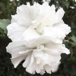 엑스플랜트 신품종 겹꽃 무궁화나무 묘목 백설방 삽목2년특묘 목하원예조경