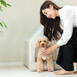 레토 숨숨집 애견 하우스 