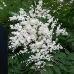 충주원예조경 개쉬땅나무 1m