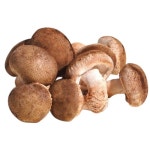 생 표고버섯 파지 1kg