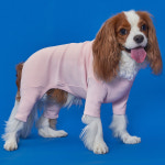 도그아이 도그아이 강아지 50수 올인원 티셔츠 1개