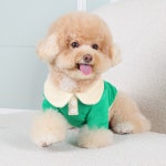 에이미러브즈펫 반려동물 DE 테리 카라티셔츠 그린