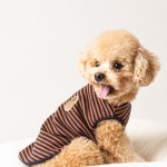 반려동물 패션의류 스트라이프 티셔츠 피넛 S