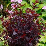 묘목 자엽국수나무 올블랙 9치포트 G0948