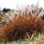 모종 억새 퍼플폴 9치포트 R1526