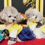 강아지 최진사댁 한복 저고리 1P 애견 명절 한가위옷