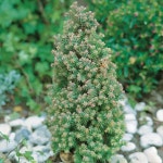 묘목 측백-퍼플히더 수고 30 포트묘 2주묶음 TJ1176