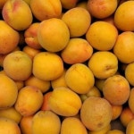 살구 하코드 4년생 결실주 1주