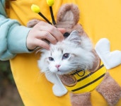 PET 고양이 산책 가방 포대기 슬링백 외출 이동장