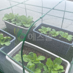그리담 그리담 잘자람하우스 베란다 옥상 화분 다육이 미니 소형 온실 텃밭 조립식 미니하우스 한랭사 터널비닐 세트상품