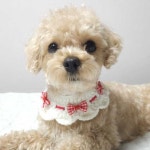 체크리본뜨개애견케이프 리본레이스애견케이프 S