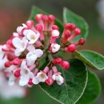 착한가격 나무생각 모호크 분꽃나무 1 5m 개화주