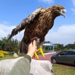 모형 모조 인형 유해 날개 퇴치 독수리 조류 달린 독수리모형 새 대형 비둘기 참새 부엉이