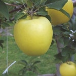 사과나무 시나노골드 이중접목1년 묘목 G0478