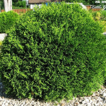 둥근서양측백 리틀자이언트 W0 3m H0 4m 9치포트