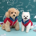 스누피 입히기 쉬운 강아지 겨울 옷 3초 경량 패딩