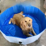 접이식 애견 대형 강아지 풀장 욕조 목욕탕 수영장 지름 높이 60kg 이내 권 1개