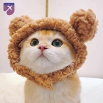 애완동물모자 모자 고양이 머리장식 귀여운 강아지 판다 개구리
