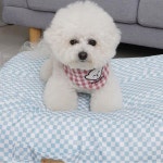 파스텔블루 두부쿠션 강아지쿠션