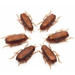 재미있는 애완 동물 고양이 전자 바퀴벌레 마우스 거미 전기 상호 3 ockroach H0159-C