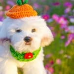 반려동물 강아지 귀여운 고양이 손뜨개 모자 케이프 귤모자