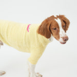 퍼피갤러리 퍼피갤러리 몬스터 니트