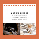 강아지 코방석 산호초 애견 노즈워크 훈련 장난감