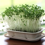 유채 채소 키우기 밀짚화분 배양토 세트