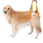 보드미 강아지 보조 하네스 L 1P 노령견 뒷다리 보행보조 L