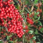 묘목 남천나무-수고 분 5주묶음 TJ554