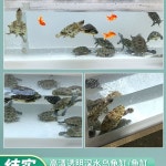 반수생 거북이 수조 대형 사육장 아크릴