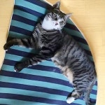 고양이 오즈의 마법사 그린 1P 침낭 숨숨집 이불 포켓