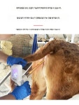 인공 수정 장비 암소 번식 검사 돼지 사육장 가축 개