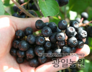 블랙초크베리 아로니아 나무 4년생 포트