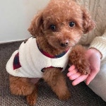 데일리 반려견 겨울 실내 폴리스 조끼 의류 스타일 그린 S